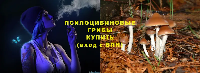 Псилоцибиновые грибы Psilocybe  Пошехонье 